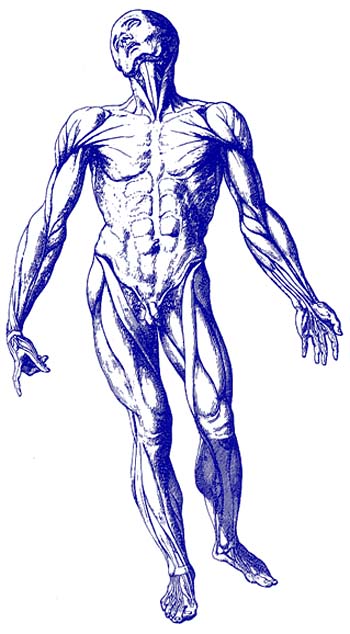 man_musculum.jpg